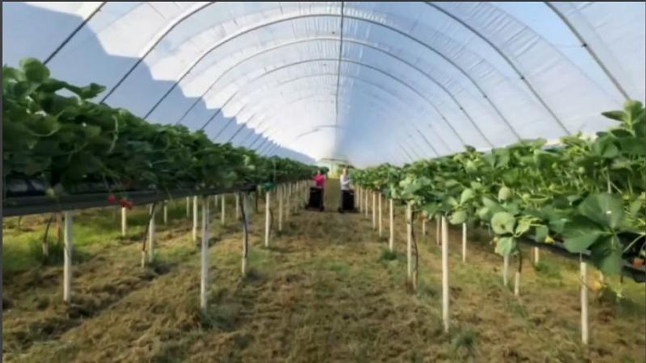 Les champs de fruits rouges manquent de bras au Royaume-Uni