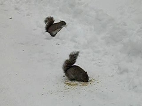 ADORABLES PETITS ECUREUILS