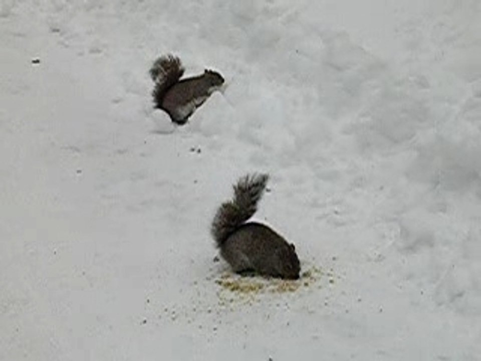 ADORABLES PETITS ECUREUILS
