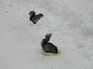 ADORABLES PETITS ECUREUILS