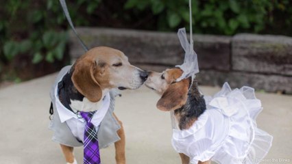 Hurricane Florence Rescue Pup with Cancer Checks Marrying His Best Friend off Bucket List