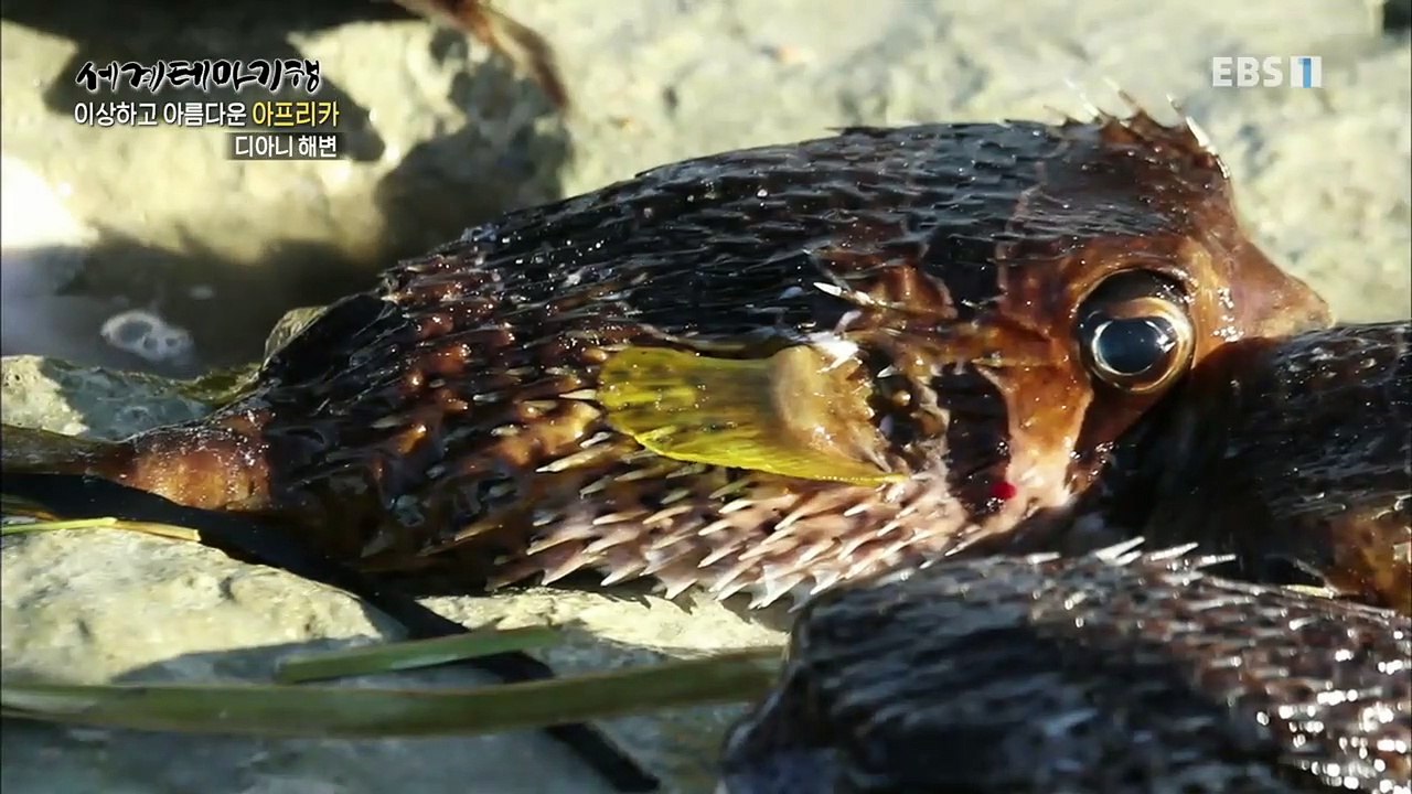 세계테마기행 - 이상하고 아름다운 아프리카 4부- 아웃 오브 아프리카 케냐_#003