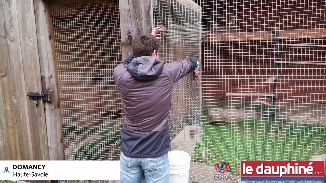 HAUTE-SAVOIE « Le programme de réintroduction des gypaètes barbus est une réussite scientifique et écologique »