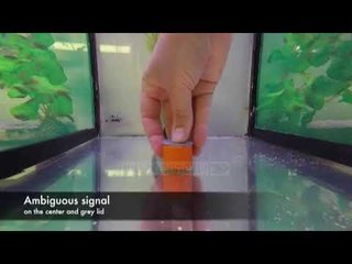 Provohet nga studiuesit: Edhe peshqve ‘u thyhet zemra’ - Top Channel Albania - News - Lajme