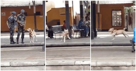 Quando um cão "recruta" pede permissão para brincar e esta é-lhe concedida