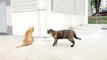 Cat Fight! My goodness this is tense!!