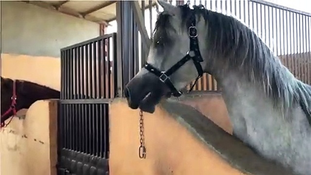 Arabian Horses sounds (neigh )