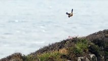 Un faucon effectue un vol stationnaire parfait - Pays de Galles