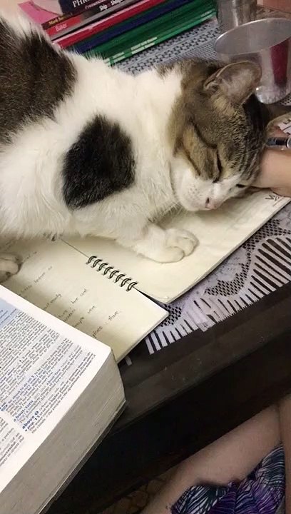 Study Buddy is an Adorable Distraction