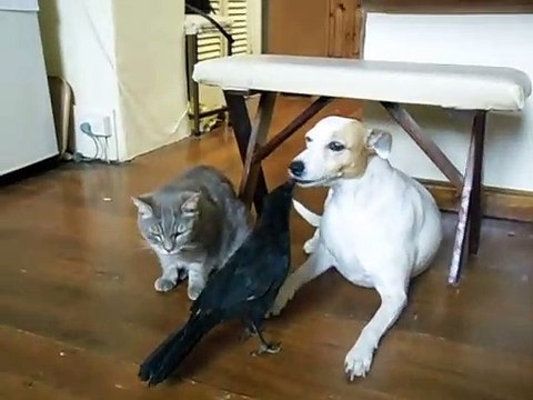 Un corbeau nourrit un chien et un chat... Adorable