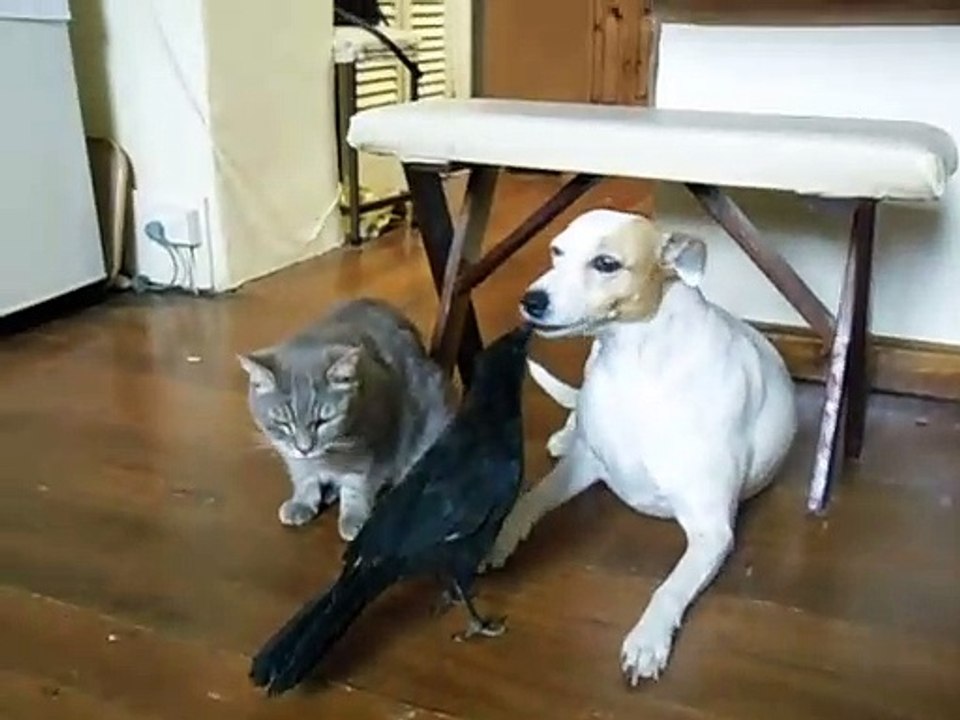 Un corbeau nourrit un chien et un chat... Adorable