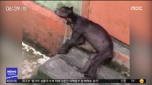 [이슈톡] 인니 동물원 '깡마른 곰' 영상 퍼져 논란