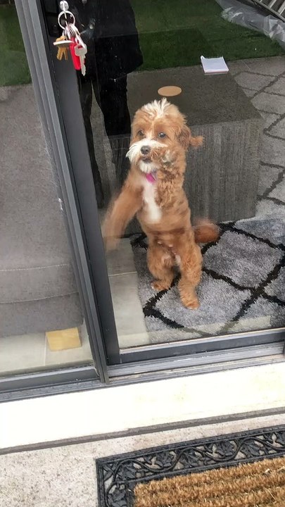 Pup is Pumped Up
