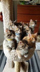 Captive Audience of Kitties