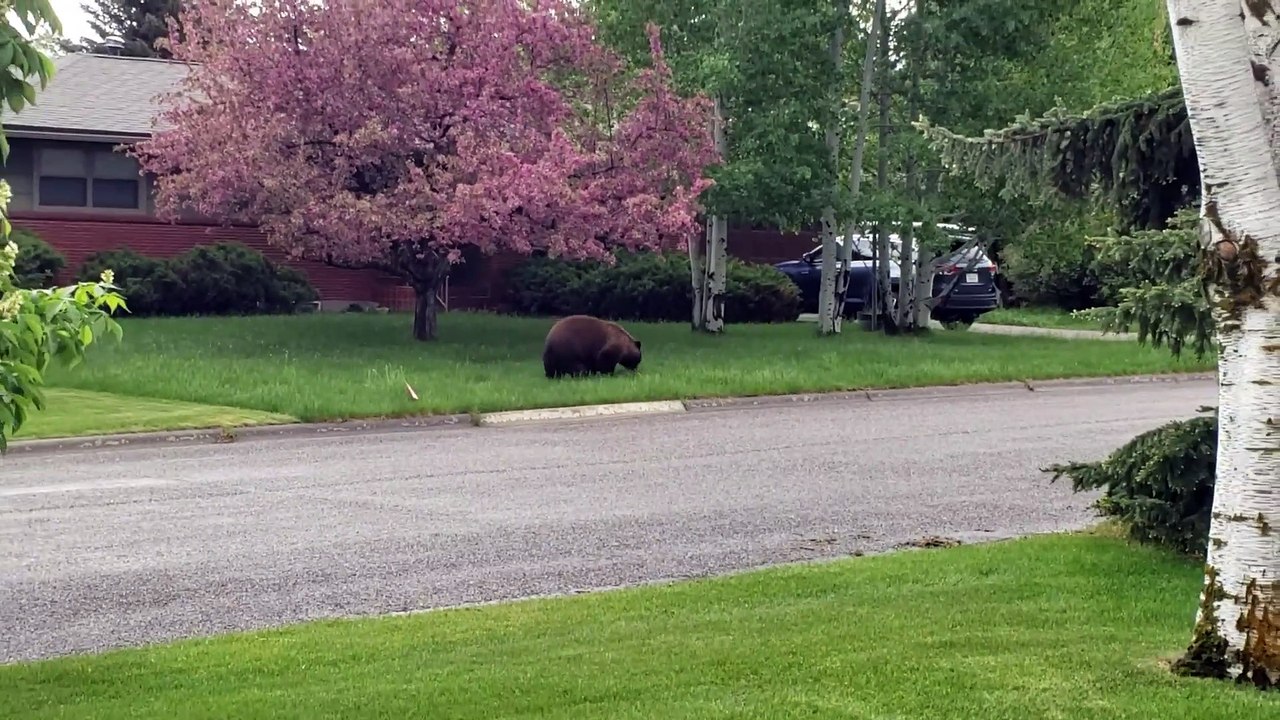 Bear Spotted in Bozeman
