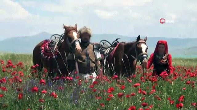 Gelincik tarlaları doğal fotoğraf stüdyosuna dönüştü