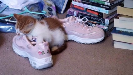 Kitten Plays With His Favorite Toys!