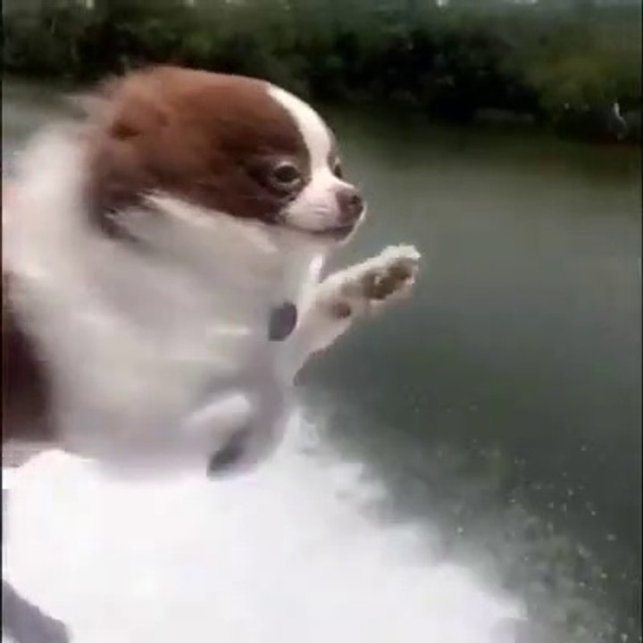 Best  Dog funny video of 2019 just try to control your laugh