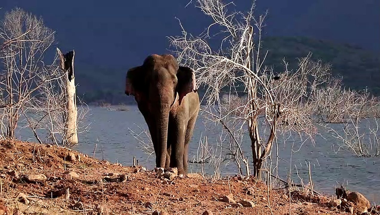Angry big male elephant in moragahakanda reservoirs
