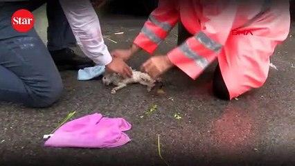 Sel sularına kapılan yavru kedi, belediye işçisinin suni teneffüsüyle hayata döndü
