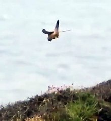 "Göğün boşluğunda emre boyun eğdirilmiş olarak uçuşan kuşları görmediler mi?" (Nahl Suresi 79. Ayet)