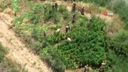 Diyarbakır'da 122 bin 789 kök kenevir ele geçirildi