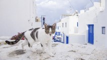 La vida social de los gatos callejeros