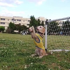 Cute dog playing football