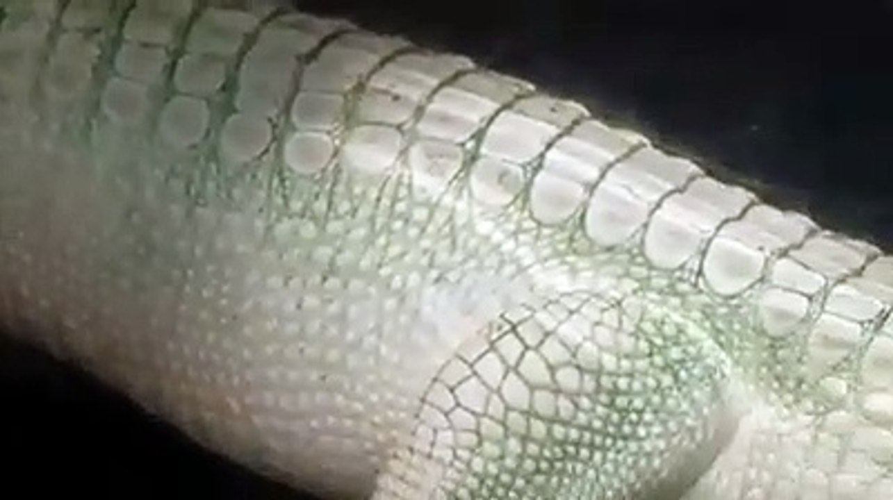 White alligator its rare one