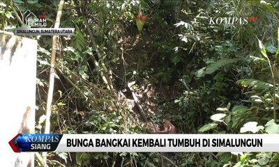 Ada Bunga Bangkai Setinggi 1 Meter di Simalungun