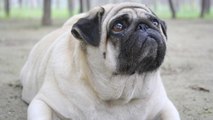 La obesidad en perros, causas y soluciones