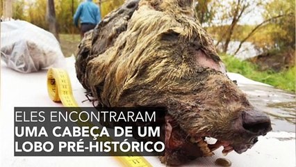 Uma enorme cabeça de lobo pré-histórica descoberta na Sibéria