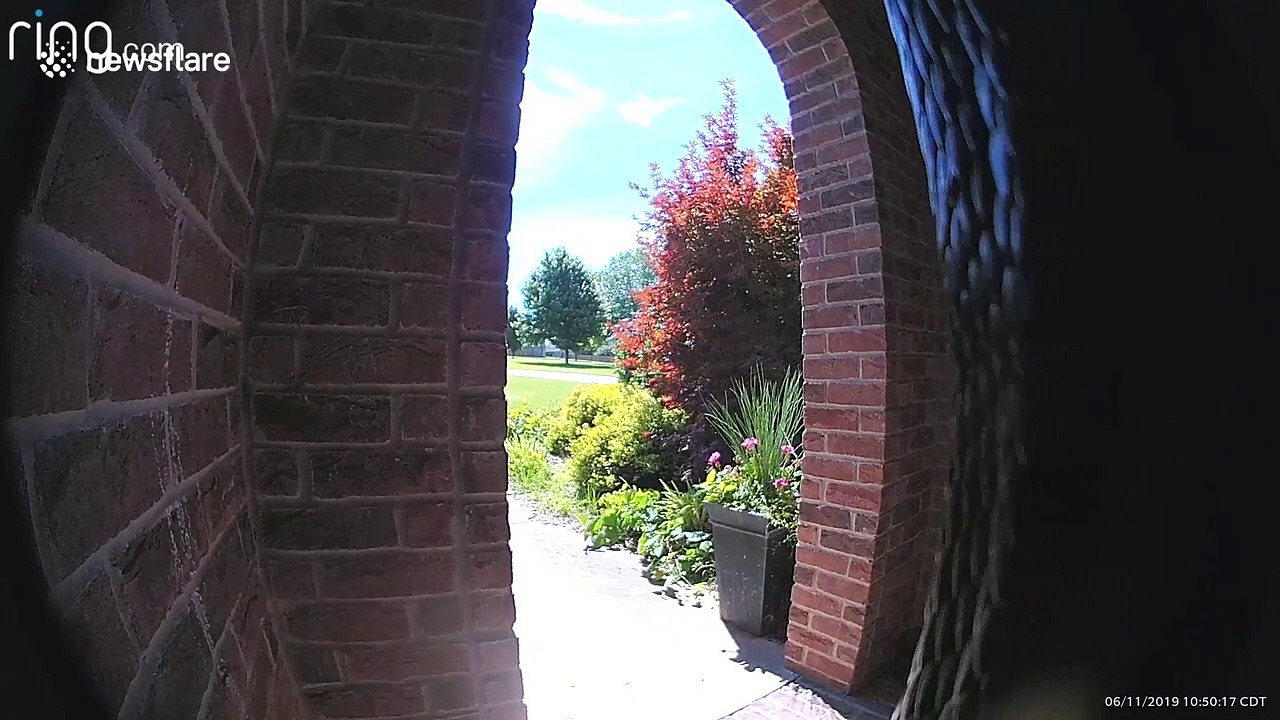 Snake activates US doorbell camera while trying to reach bird's nest above