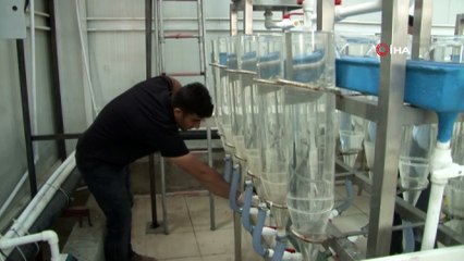 Bölgenin en büyük AR-GE tesisinde, balıklar üretime alınıyor...Çalışmalar havadan görüntülendi