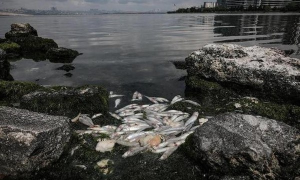 Küçükçekmece Gölü'nde tedirgin eden balık ölümleri