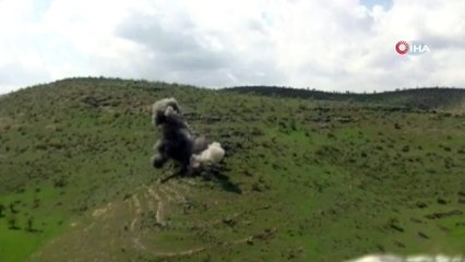 Mardin’de kırsalında 2 terörist etkisiz hale getirildi