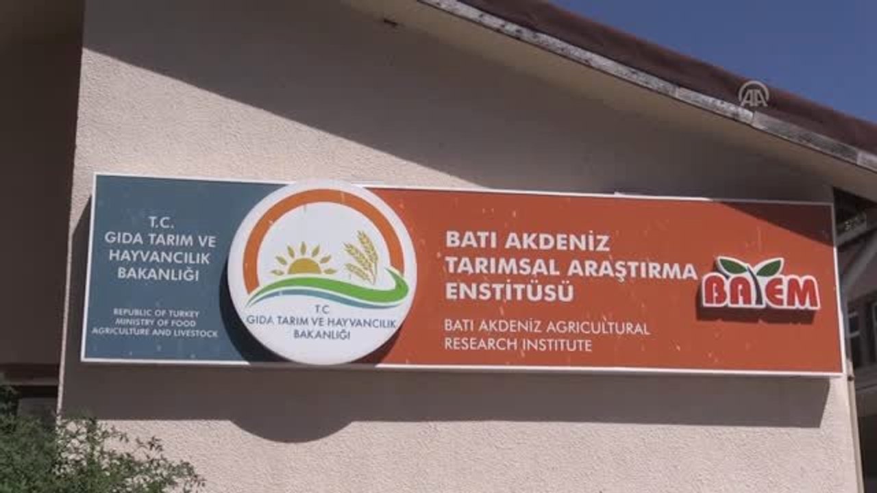 "Pehlivan" mısırla verimi artırdılar
