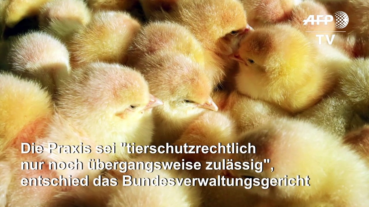 Kükentöten in der Geflügelwirtschaft soll enden