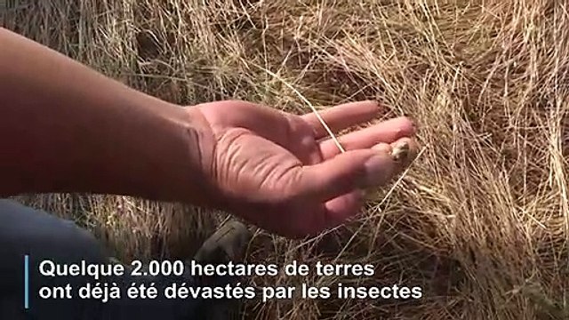 Sardaigne: une invasion de sauterelles inquiète les agriculteurs