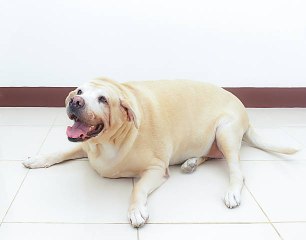 Mon chien est en surpoids