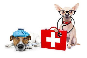 Les gestes de secours pour chien
