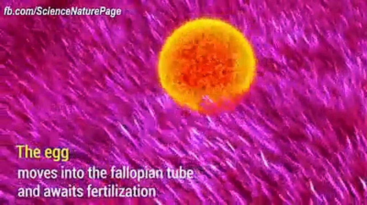 Process of Human Life