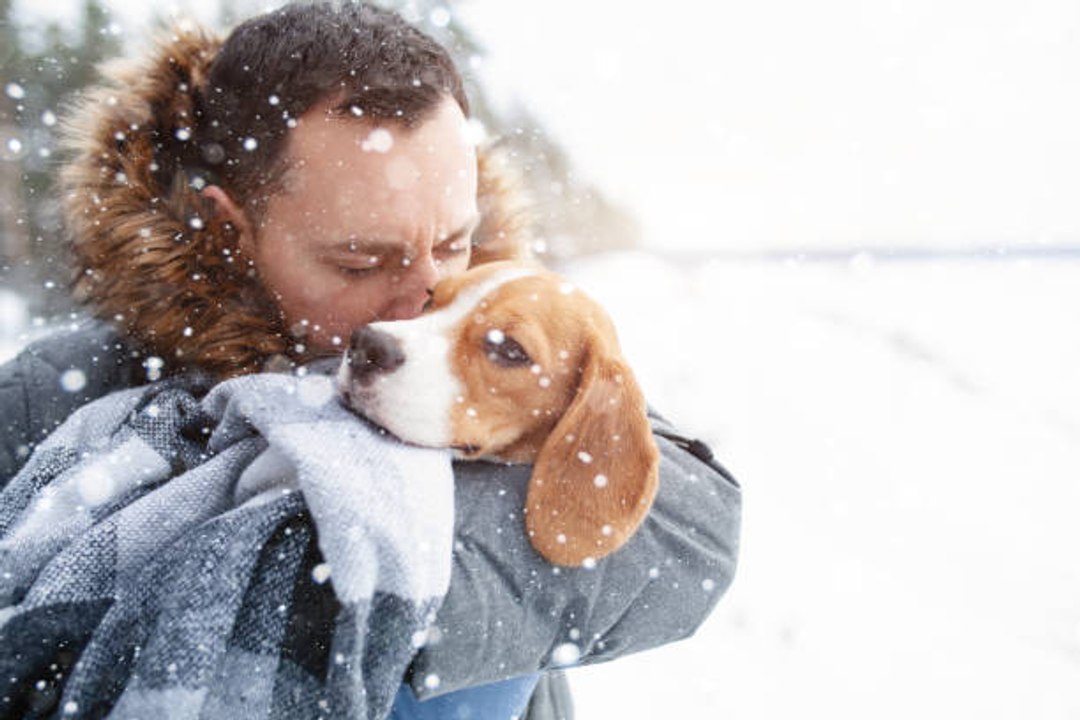 Les conseils pour aider son chien à affronter l'hiver