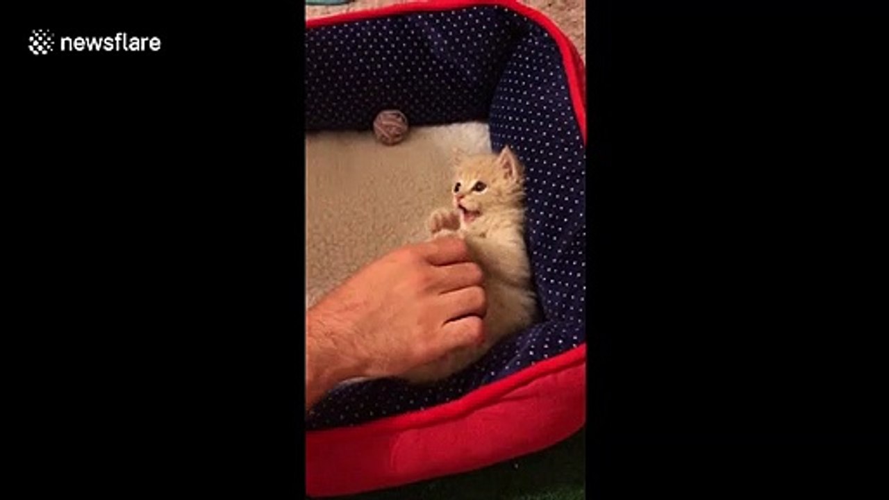 Hands up! Kitten has most adorable reaction to being tickled