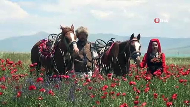 Van Gölü sahilindeki gelincik tarlaları doğal fotoğraf stüdyosuna dönüştü