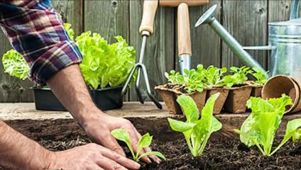 Absolute Green Life | Affordable Sydney Landscaping