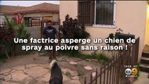 Une factrice asperge un chien de spray au poivre sans raison !
