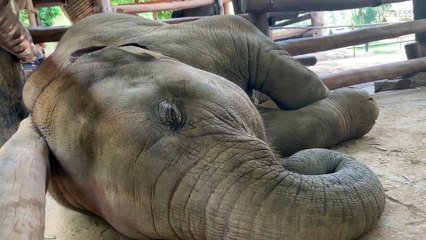 Baby Elephant Snores While Napping