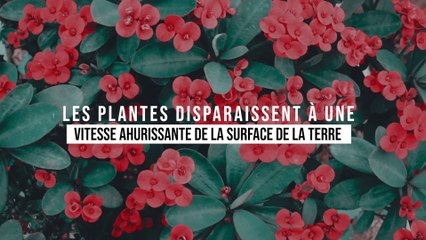 Les plantes disparaissent à une vitesse ahurissante sur la surface de la Terre