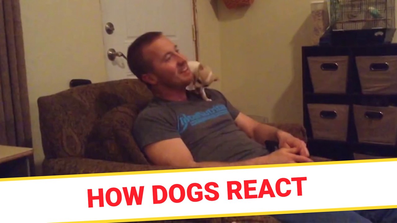 How dogs react